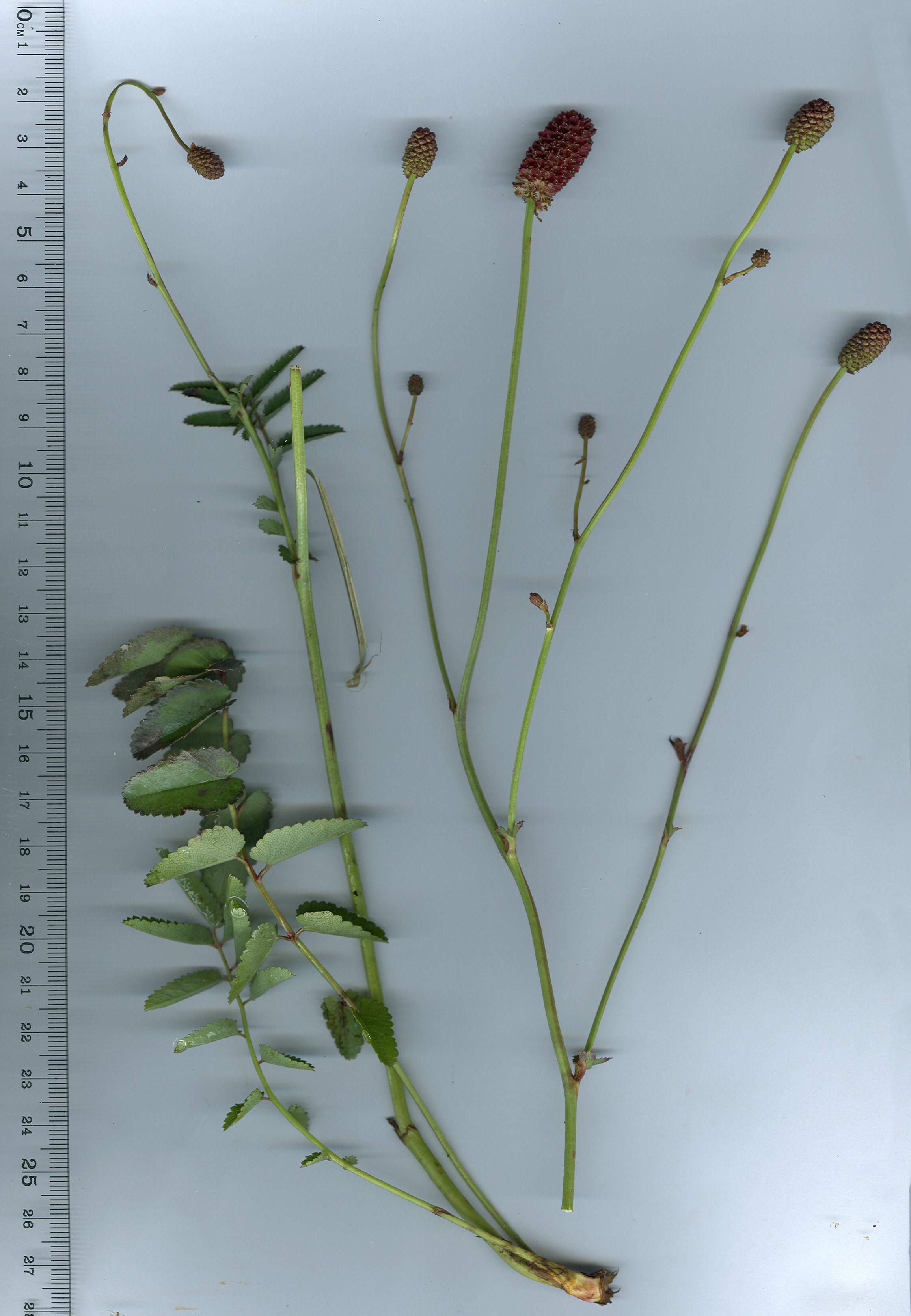 sanguisorba officinalis