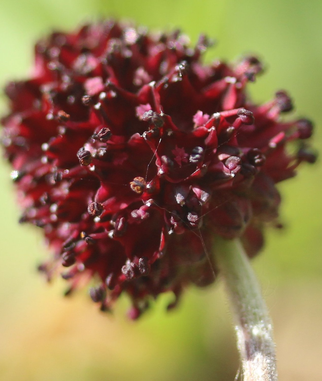 sanguisorba officinalis