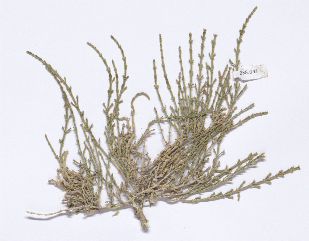 sarcocornia perennis