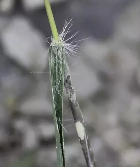 Schismus barbatusschismus barbatus