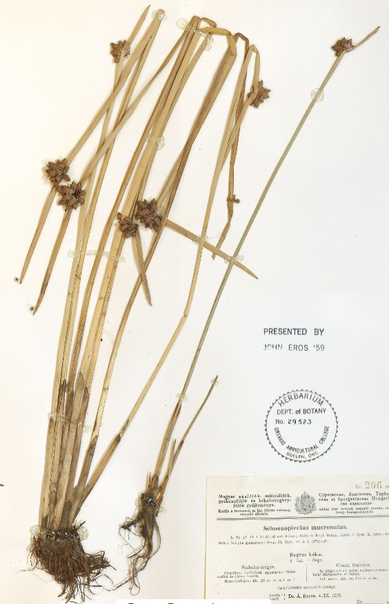 schoenoplectus mucronatus