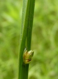 schoenoplectus mucronatus