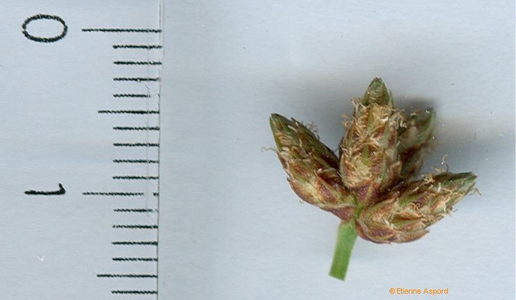 schoenoplectus tabernaemontani