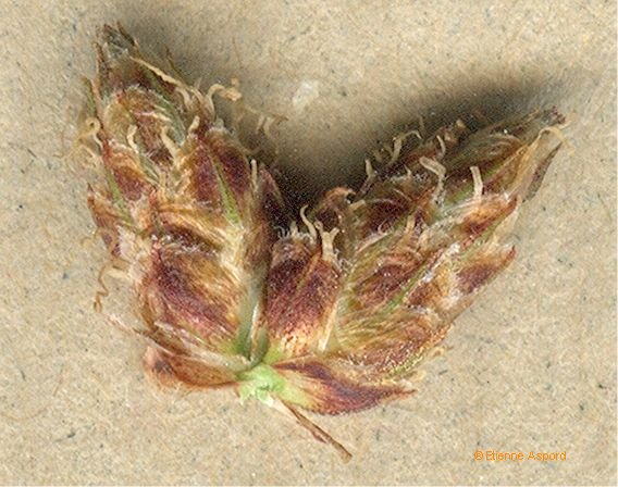 schoenoplectus tabernaemontani