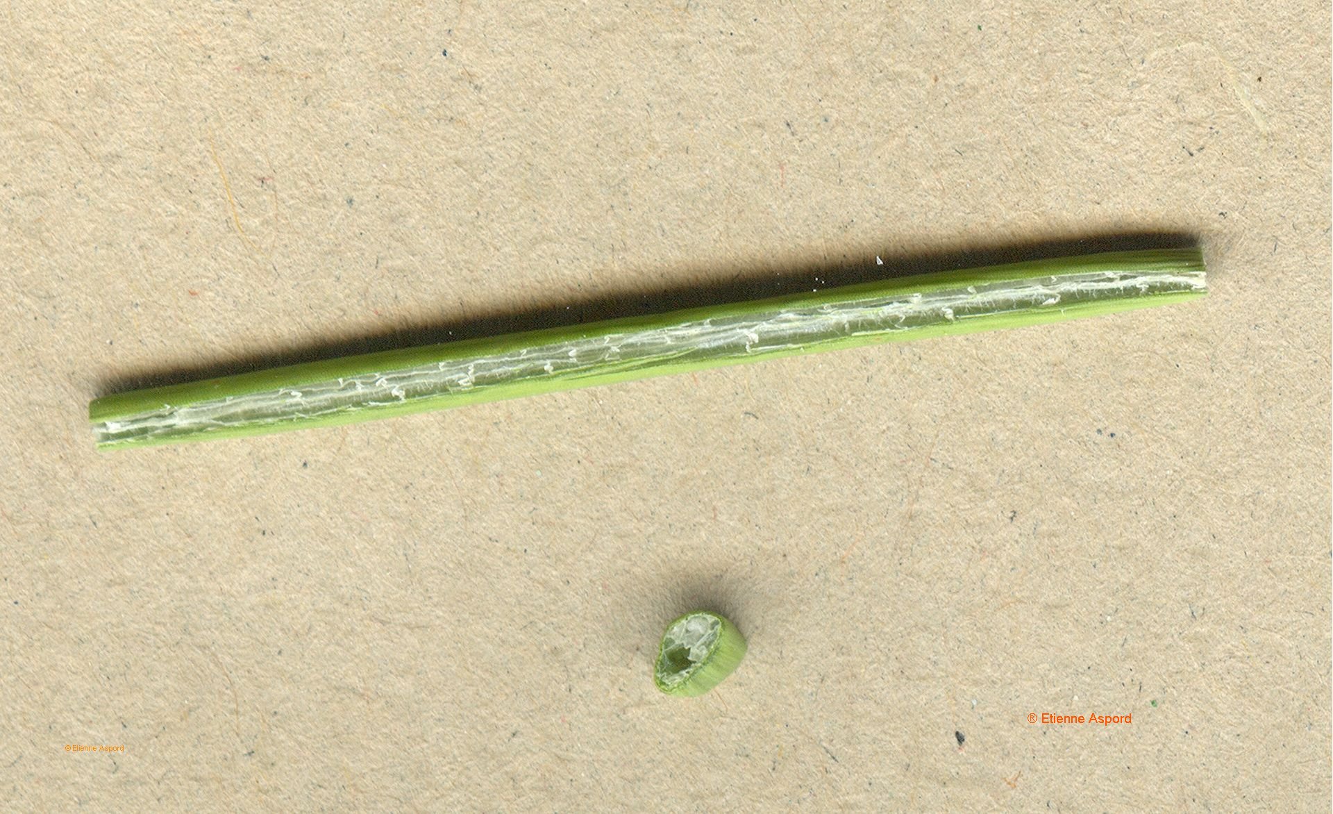 schoenoplectus tabernaemontani