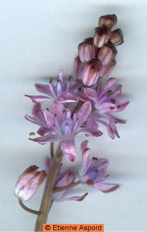 scilla autumnalis