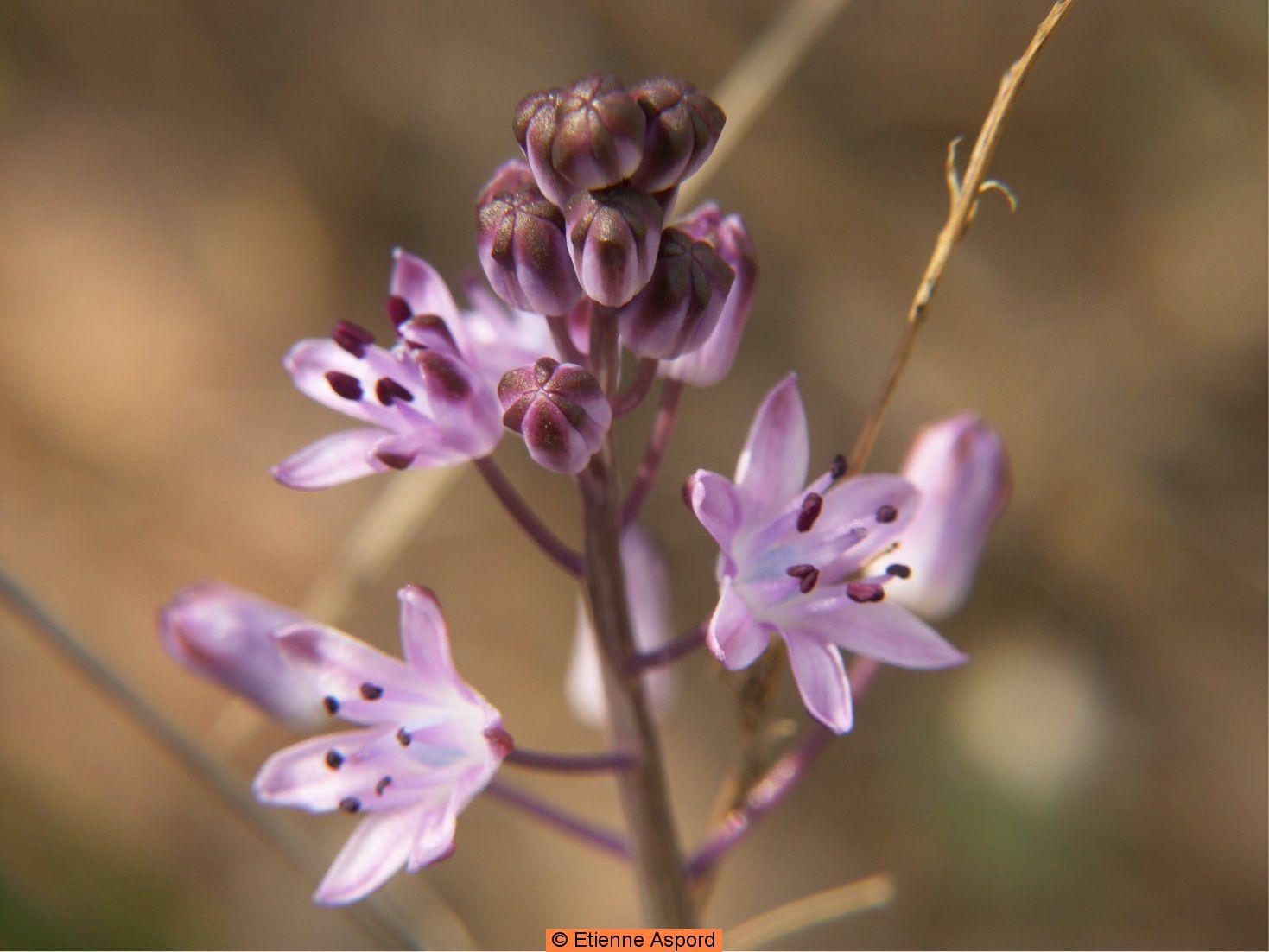 scilla autumnalis