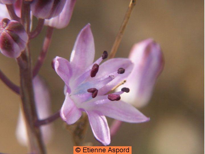 scilla autumnalis