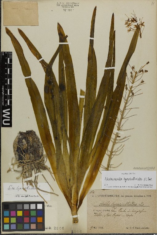 scilla hyacinthoides