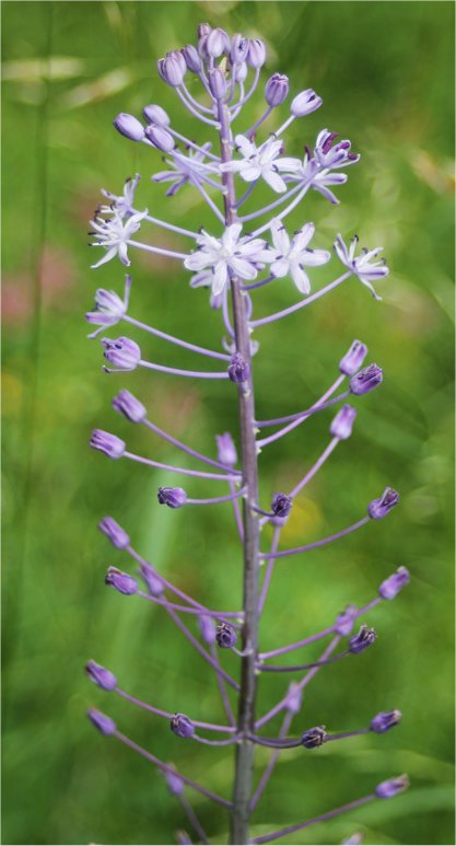 scilla hyacinthoides