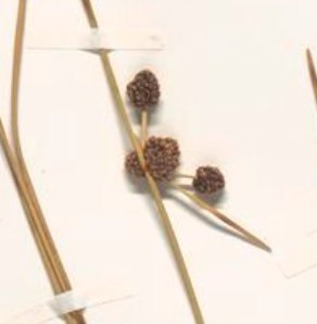scirpoides holoschoenus subsp australis