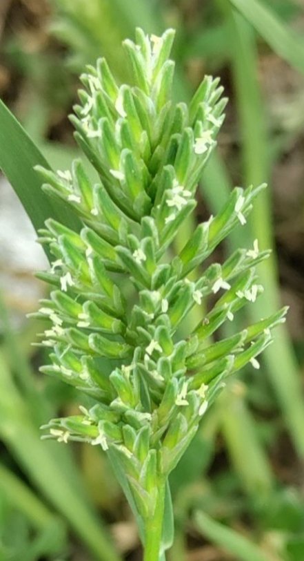 Sclerochloa durasclerochloa dura