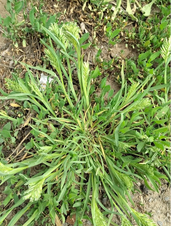 Sclerochloa durasclerochloa dura