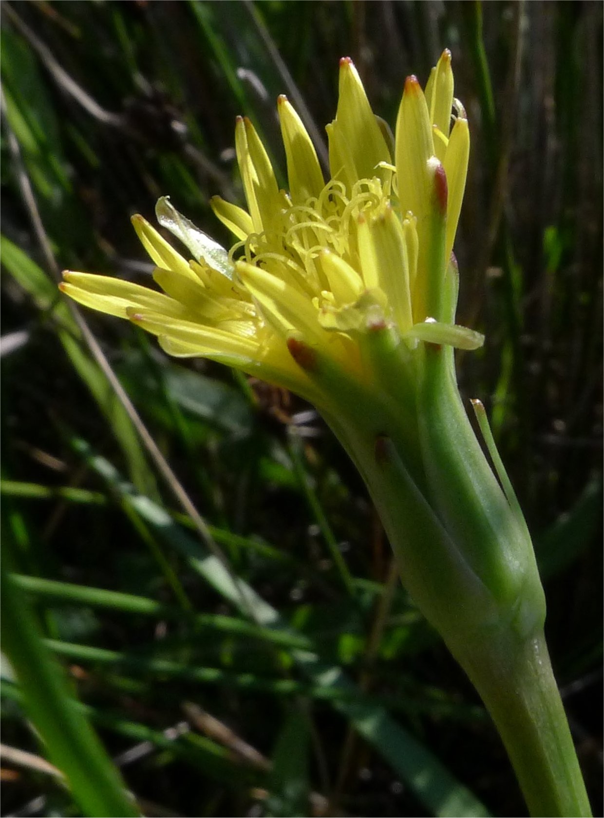 scorzonera parviflora