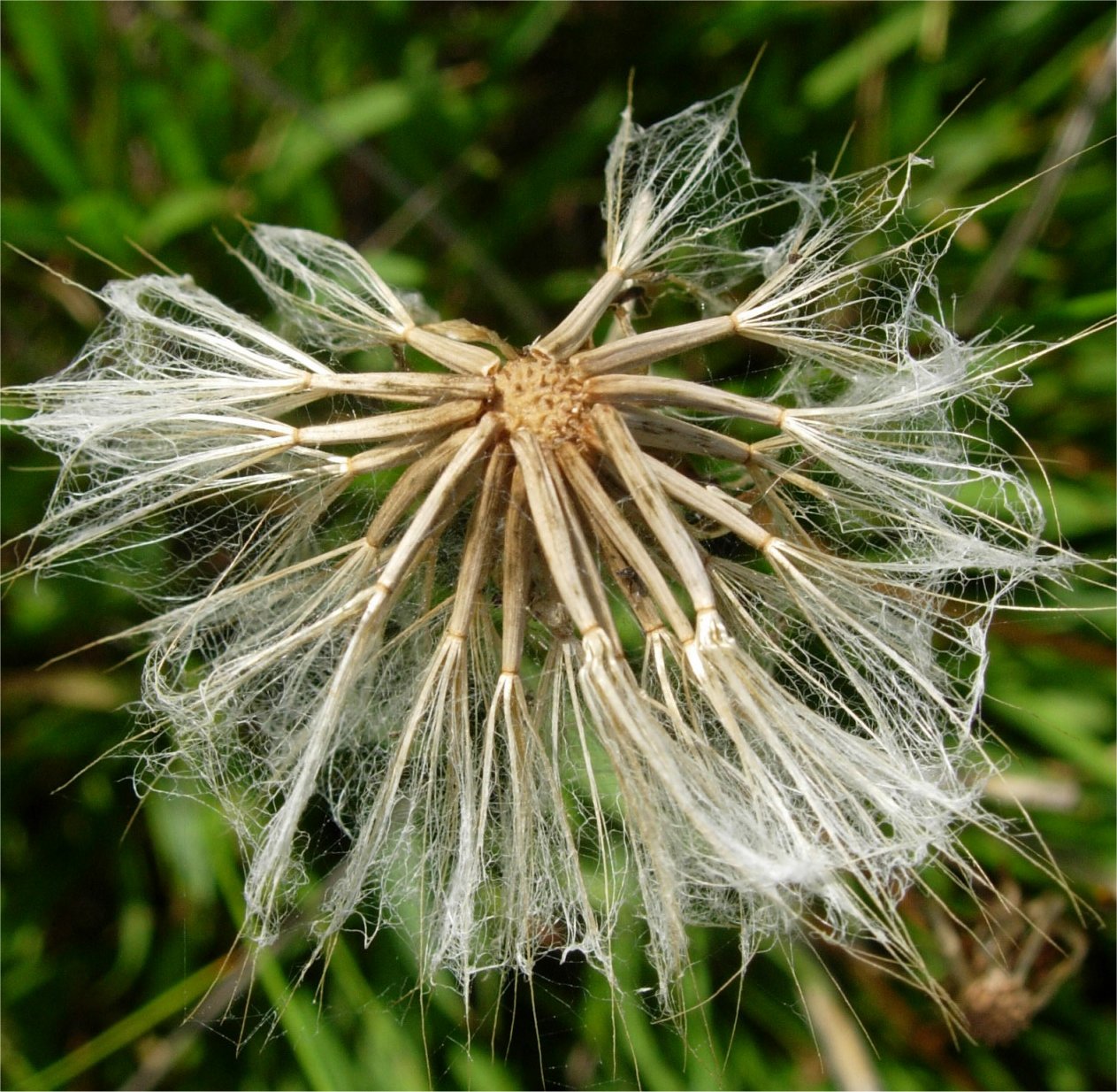 scorzonera parviflora