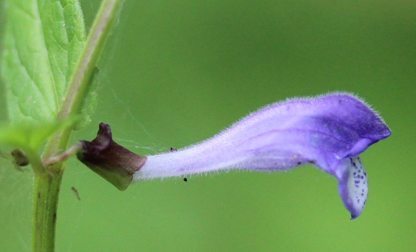 Scutellaria minorscutellaria galericulata