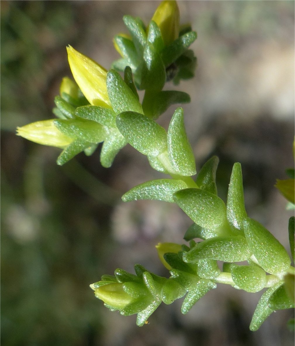 sedum sexangulare
