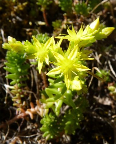 sedum sexangulare
