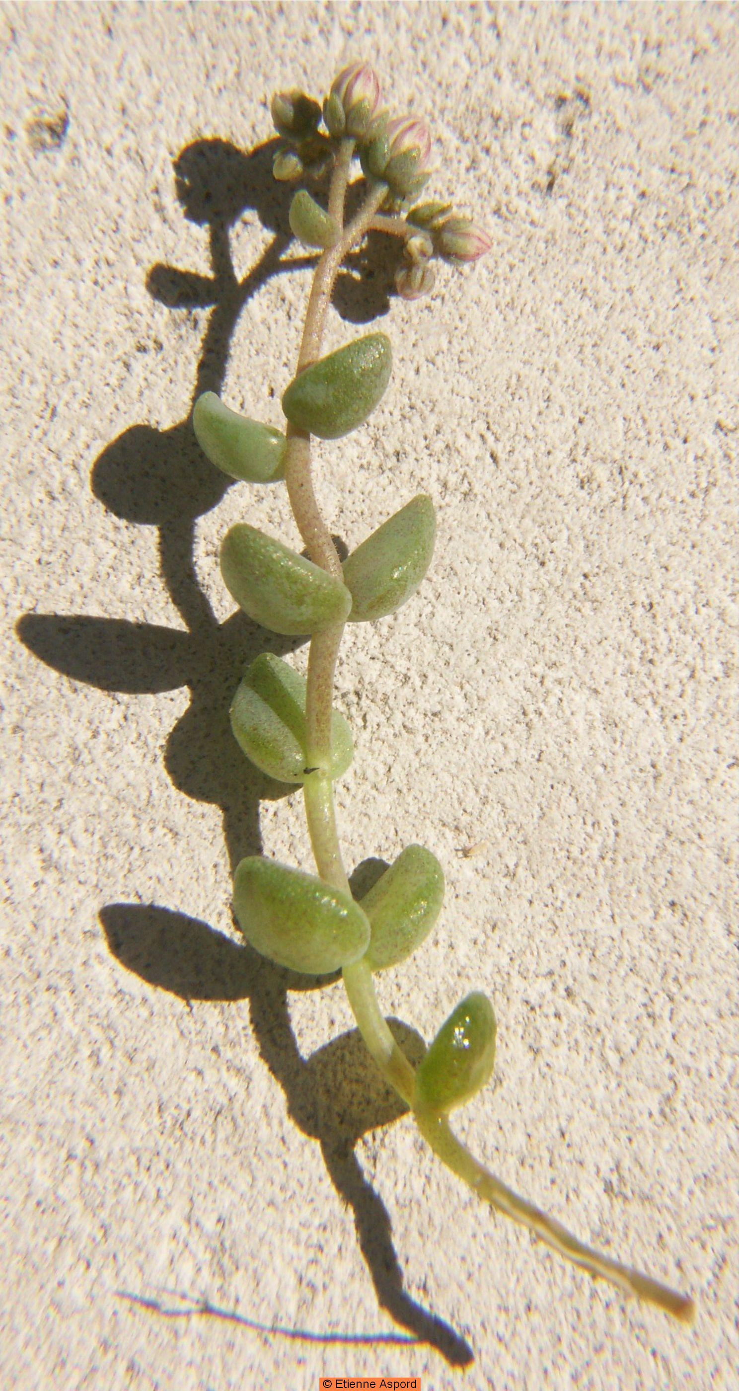 sedum dasyphyllum