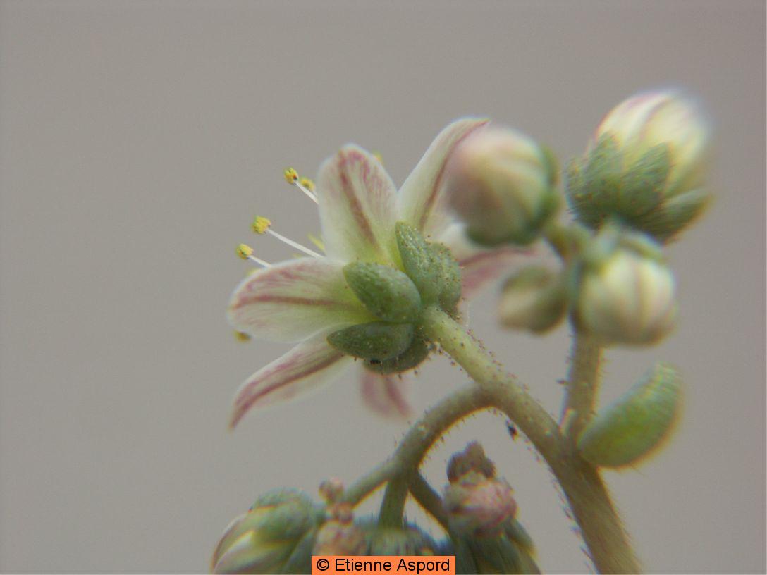 sedum dasyphyllum