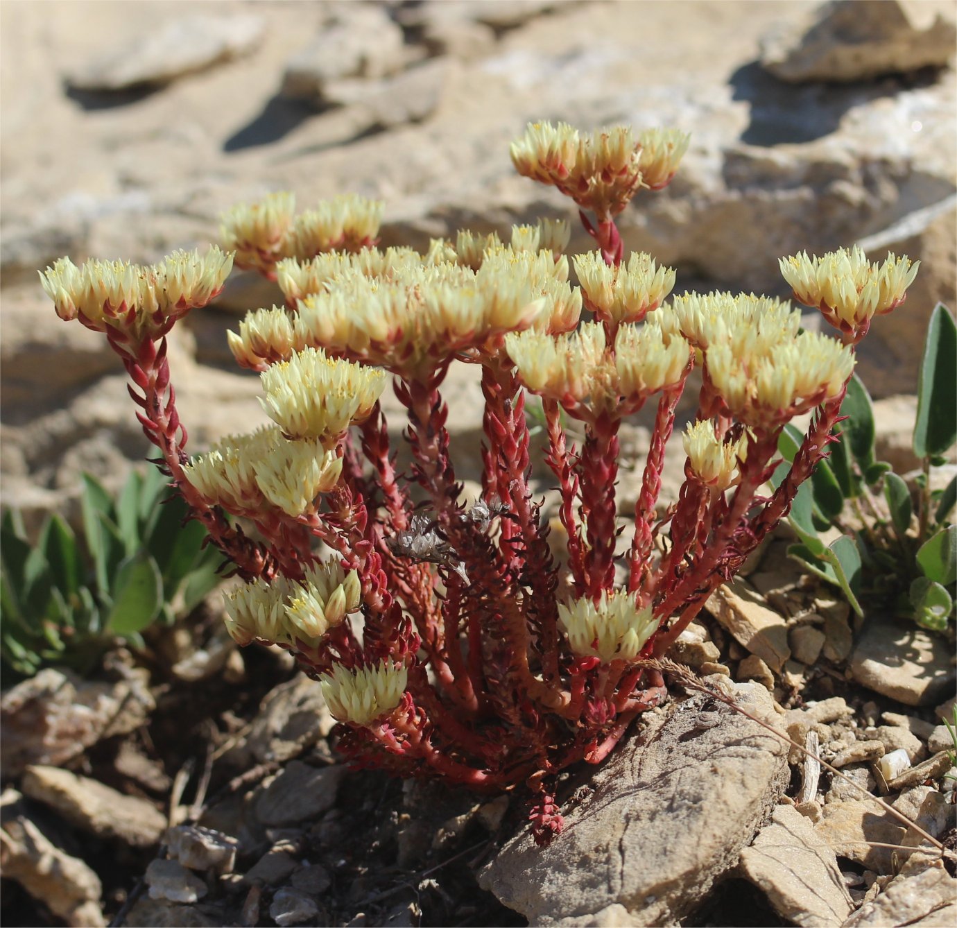 sedum ochroleucum