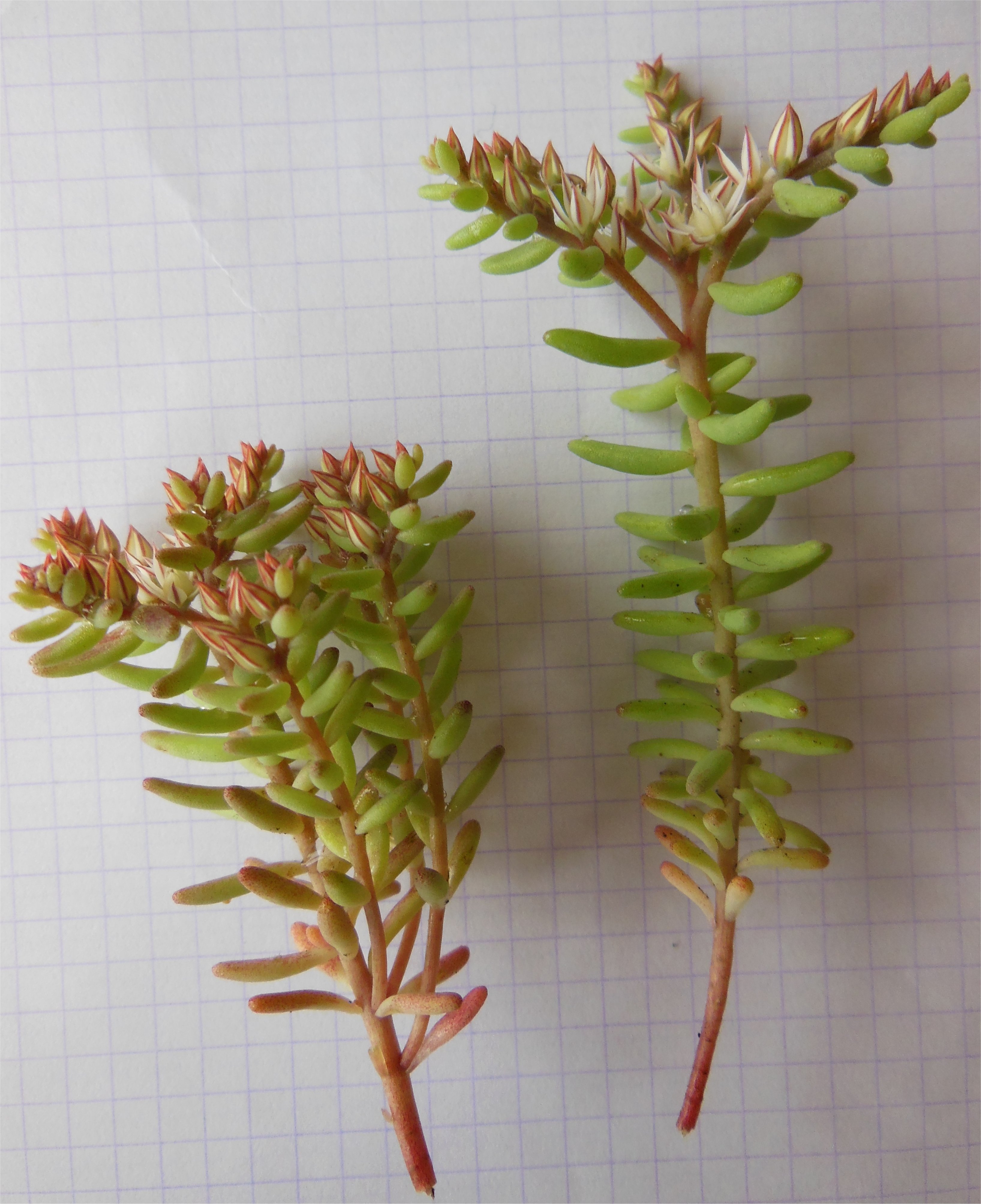 sedum rubens