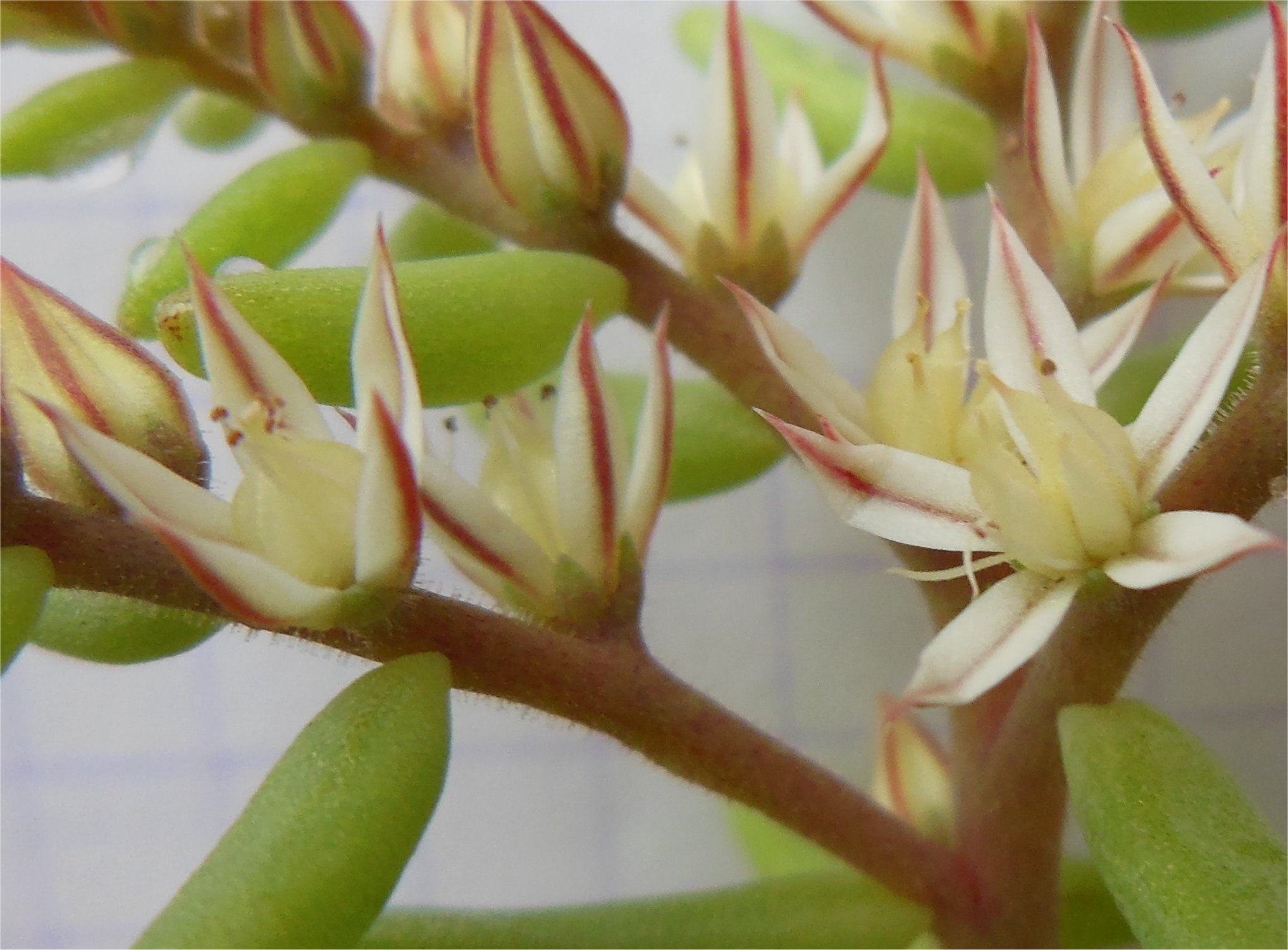 sedum rubens