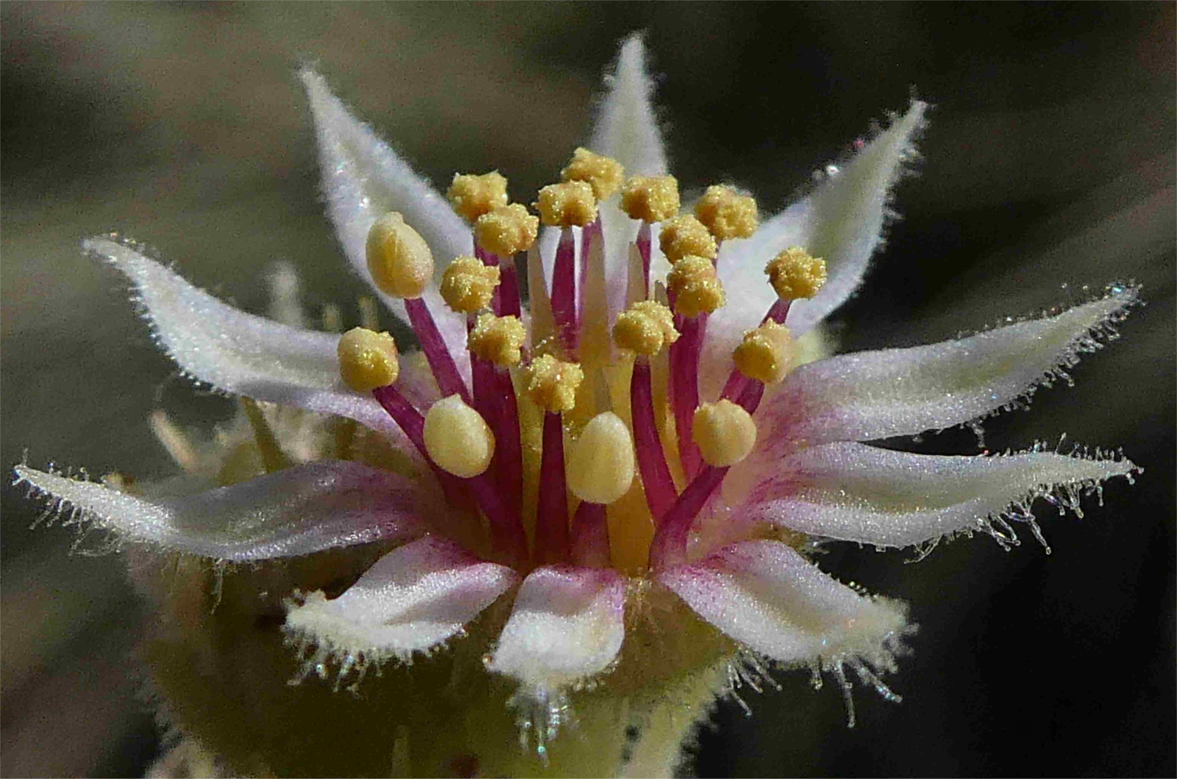 sempervivum calcareum