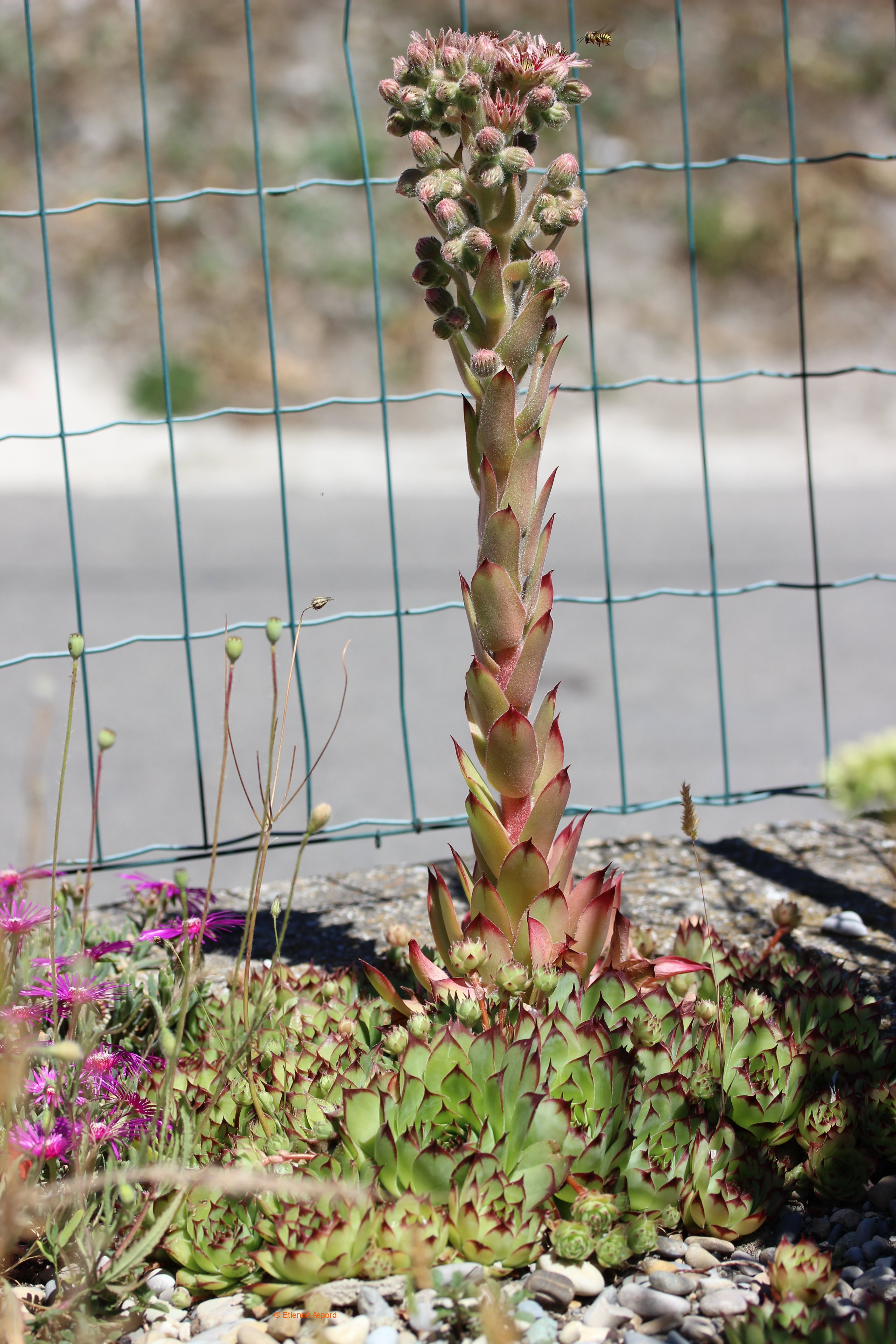 sempervivum tectorum