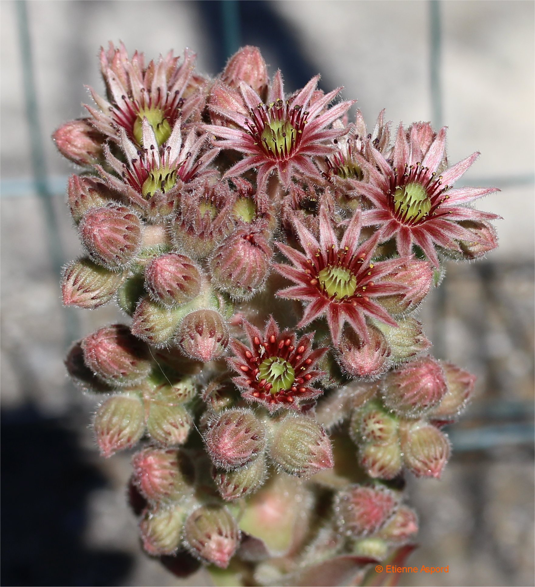 sempervivum tectorum