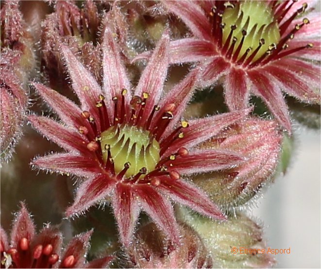 sempervivum tectorum