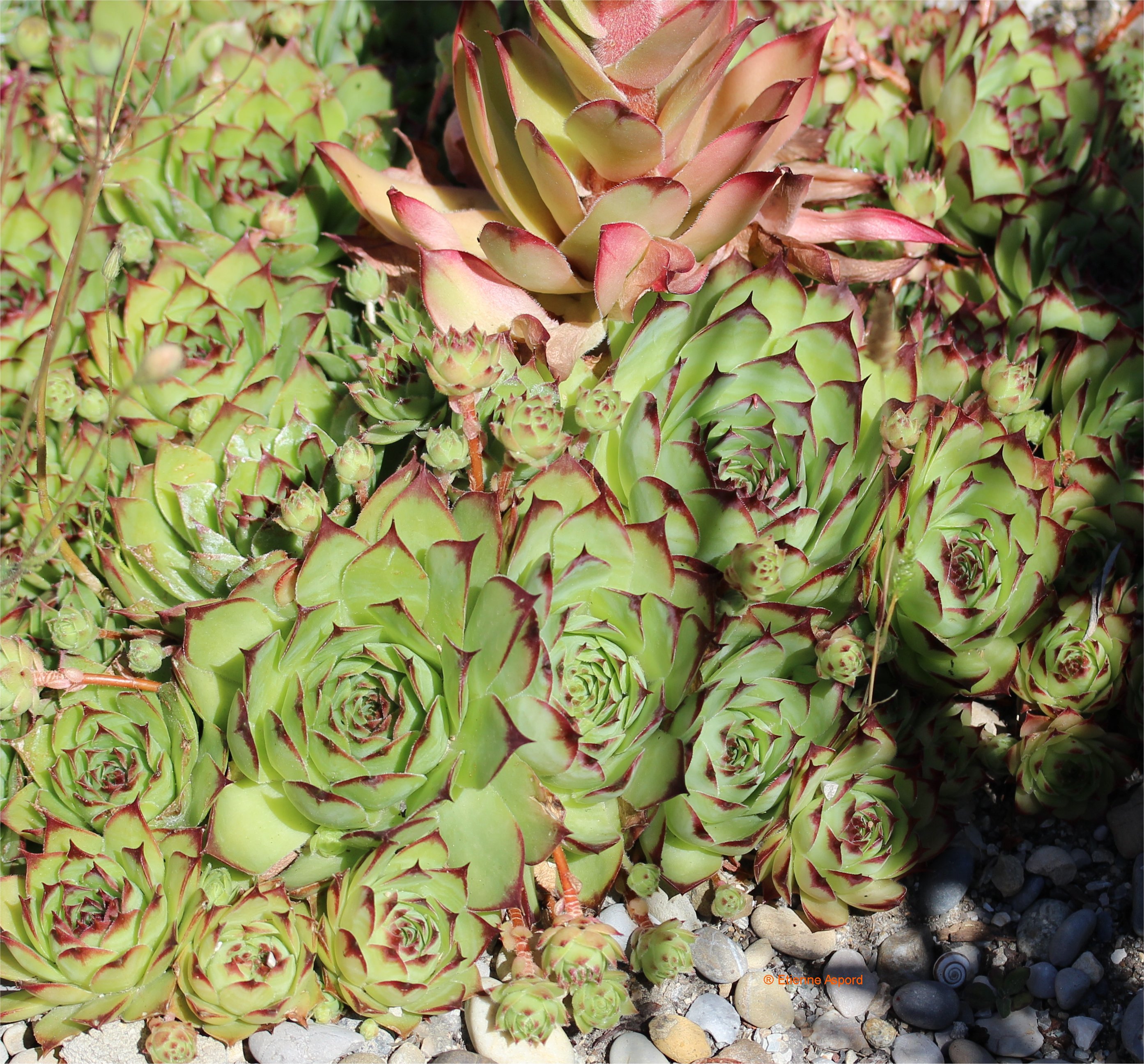 sempervivum tectorum