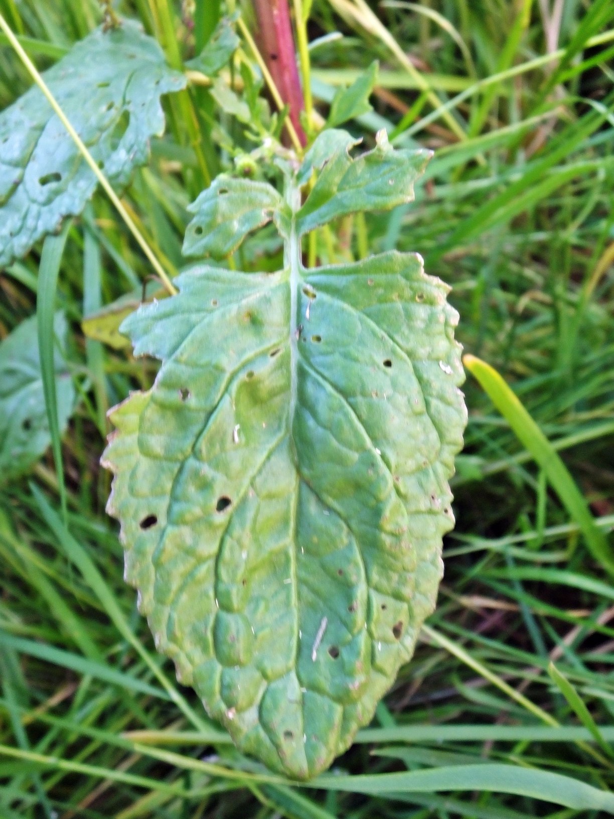 senecio aquaticus