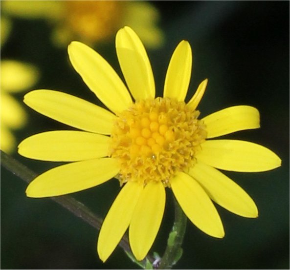 senecio aquaticus