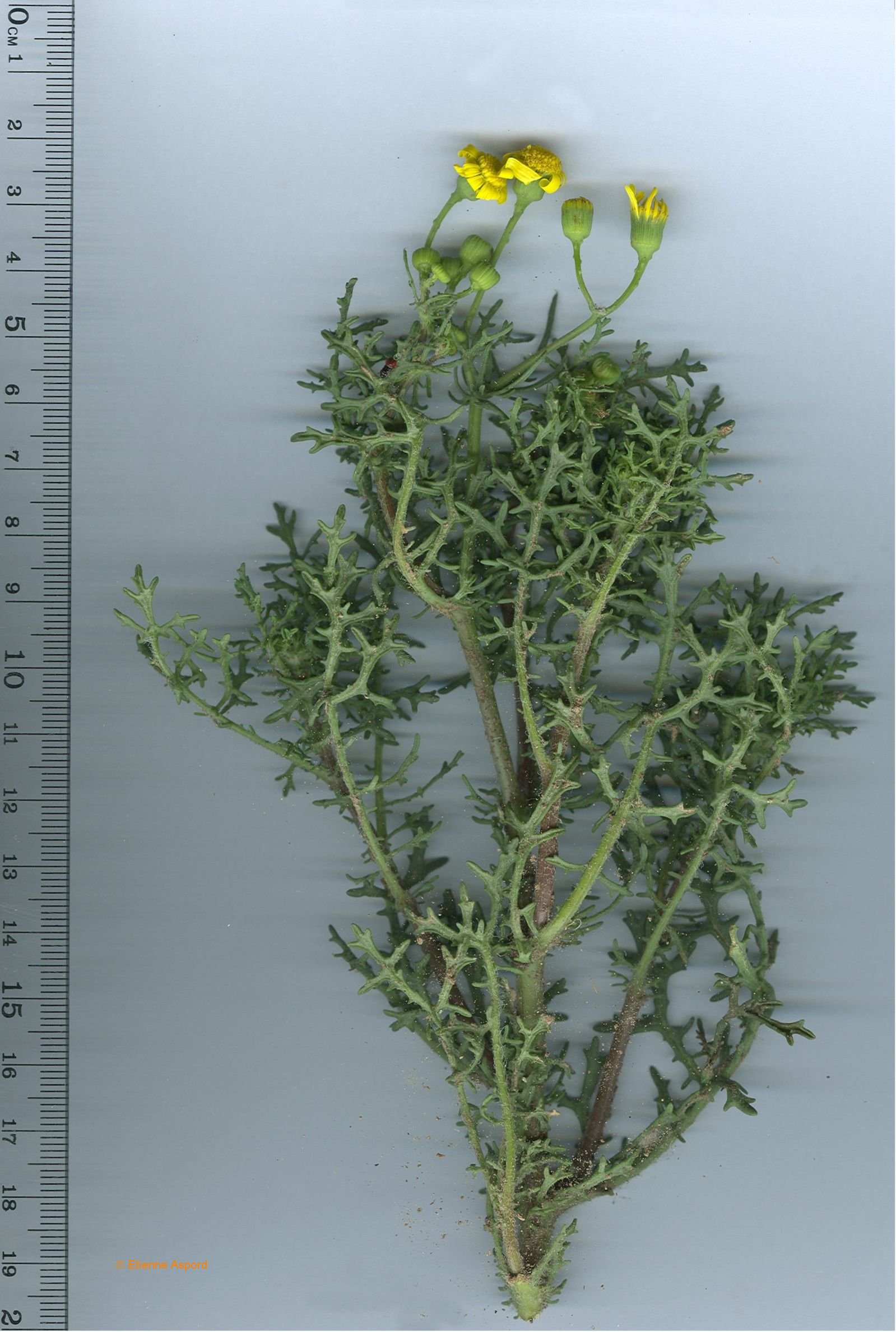 senecio gallicus
