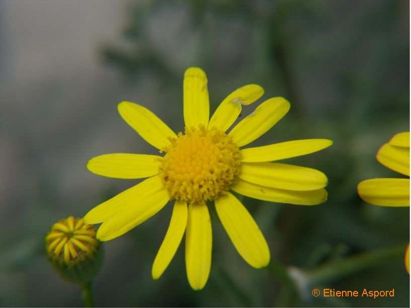 senecio gallicus