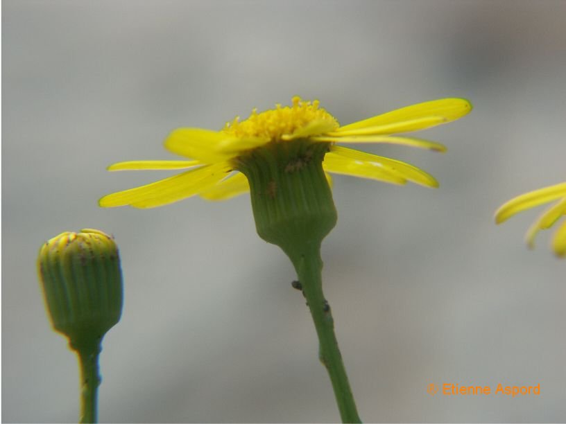 senecio gallicus
