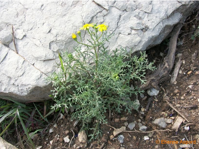 senecio gallicus