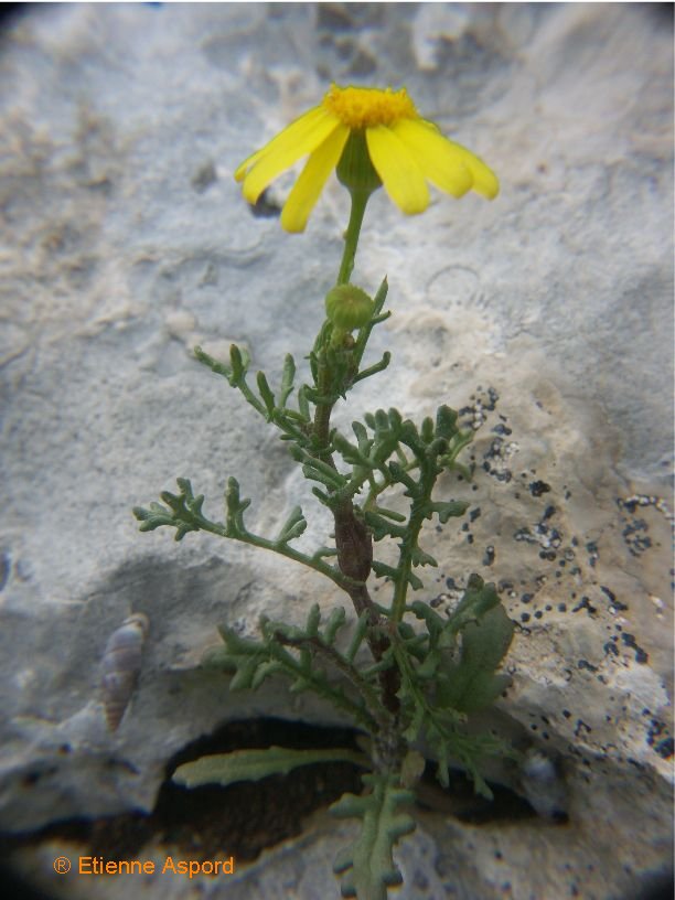 senecio gallicus
