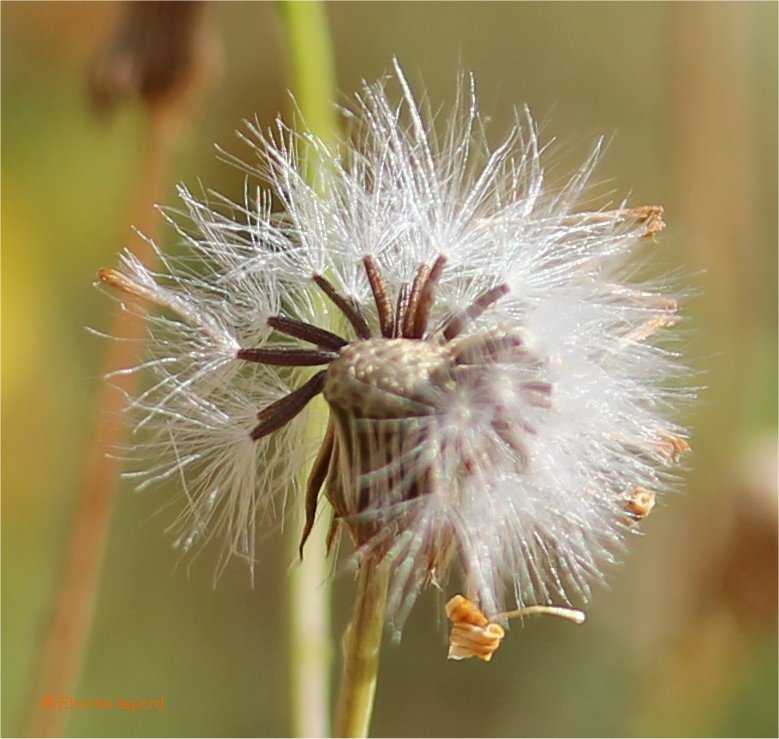 senecio gallicus