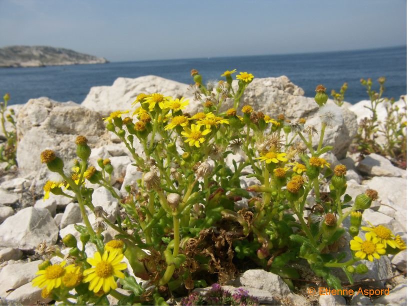 senecio leucanthemifolius