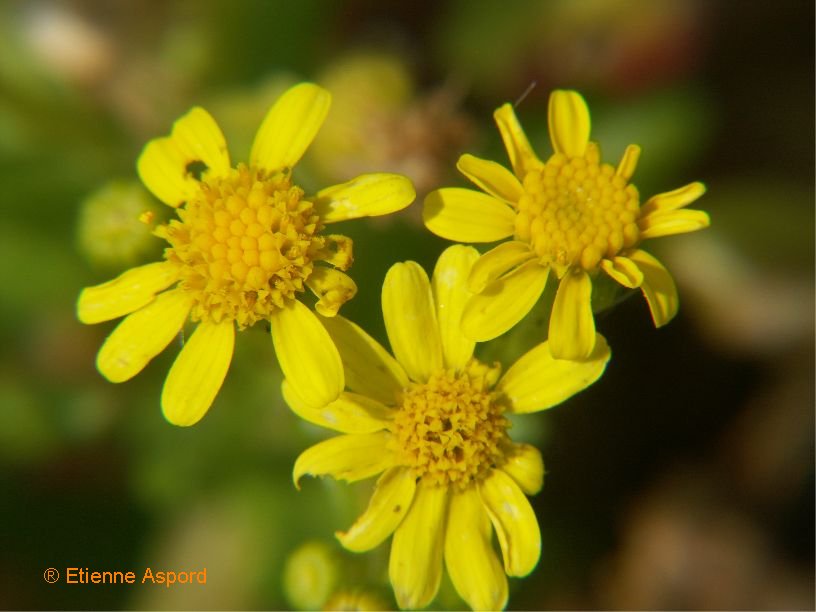 senecio leucanthemifolius