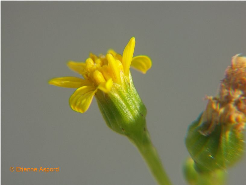 senecio leucanthemifolius