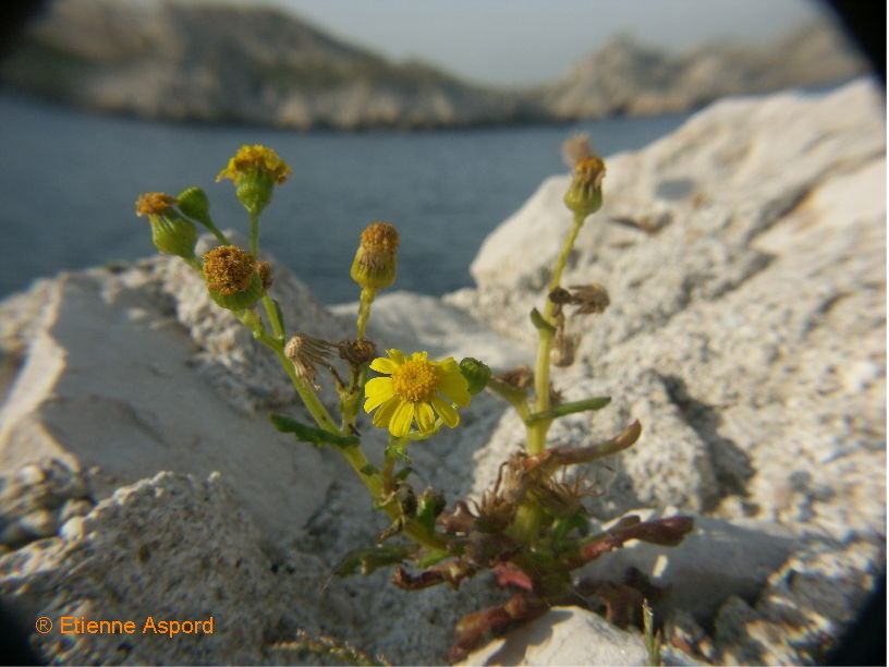 senecio leucanthemifolius