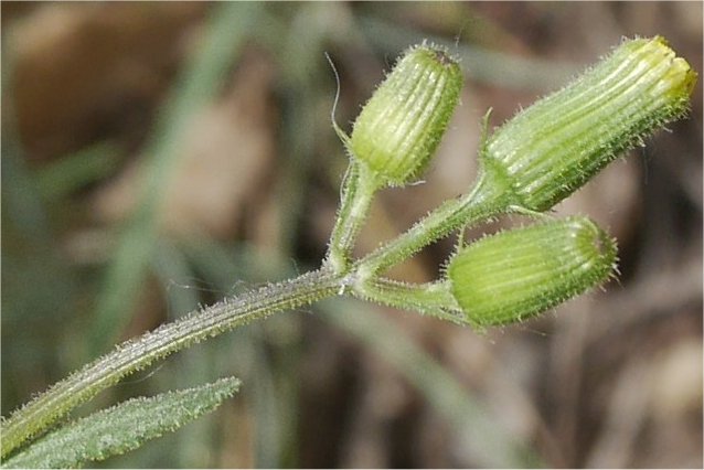 senecio lividus