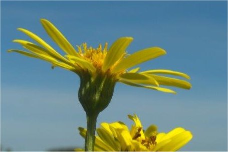 senecio paludosus
