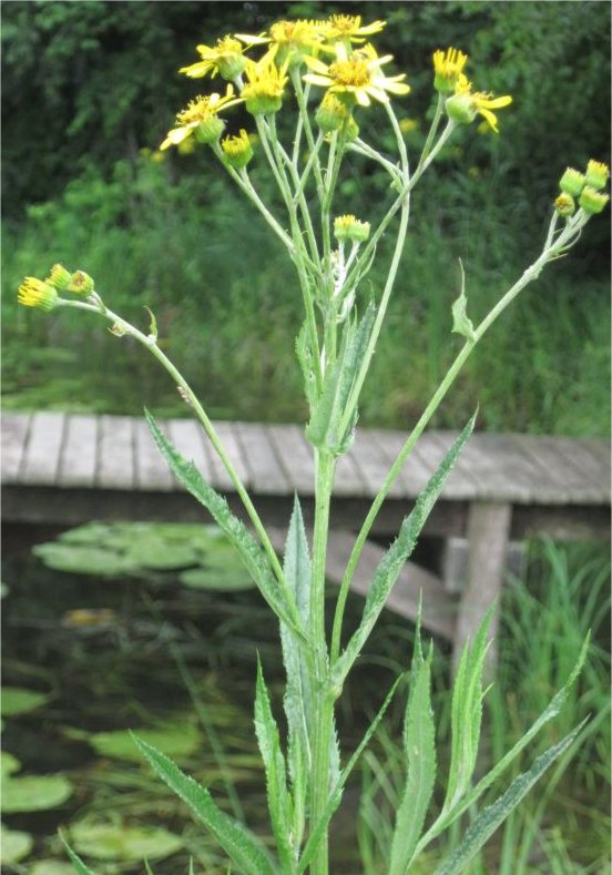 senecio paludosus