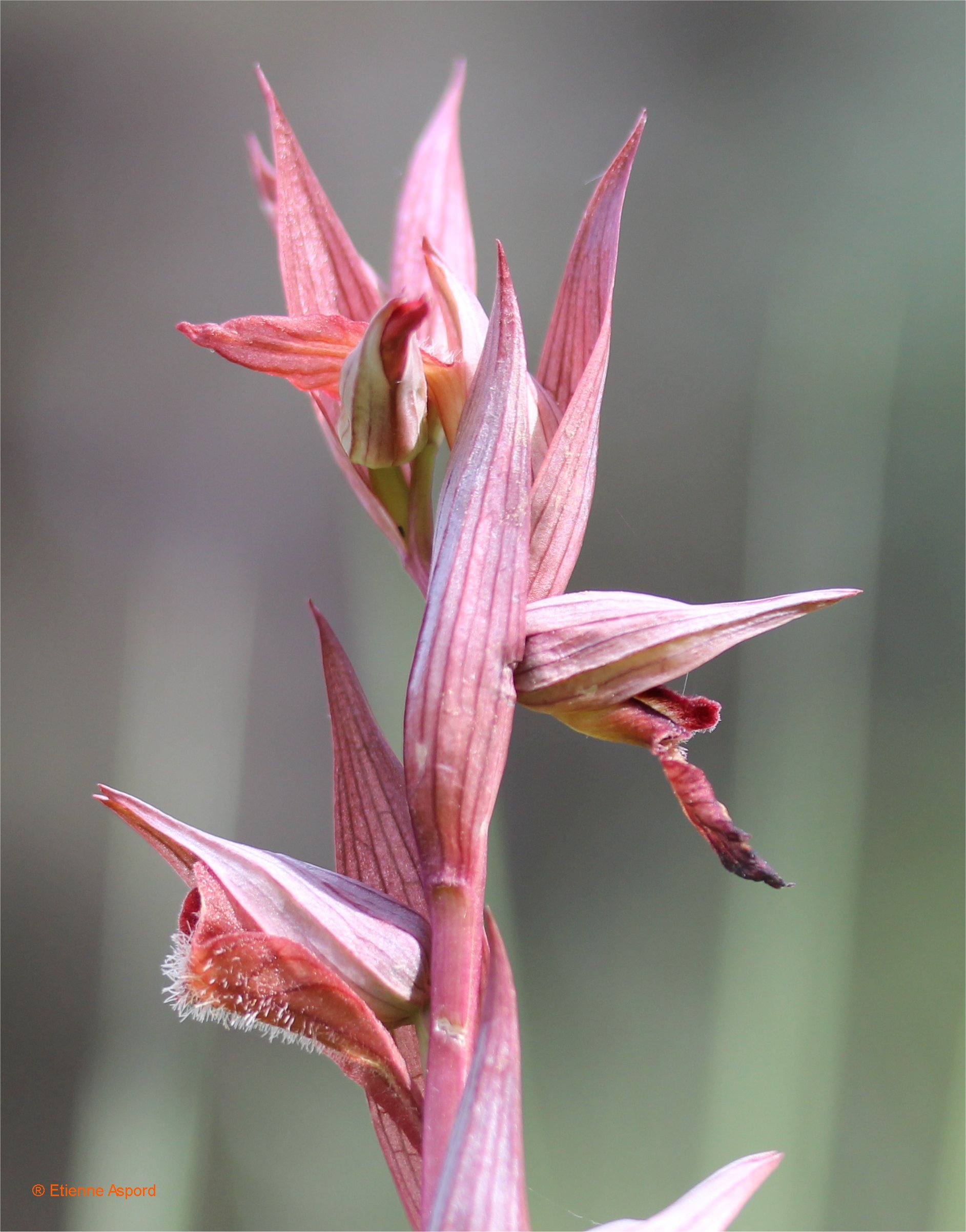serapias vomeracea
