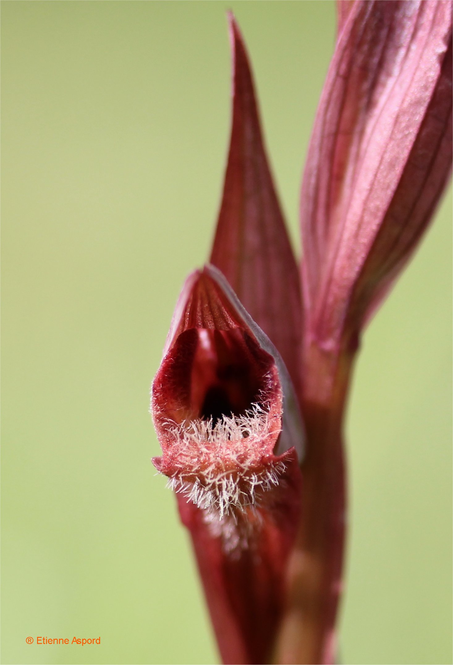 serapias vomeracea