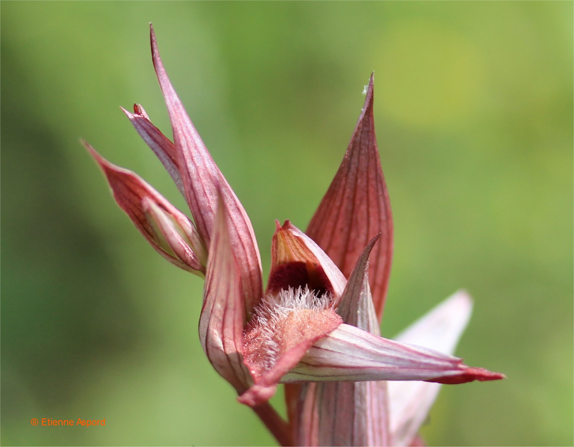 serapias vomeracea